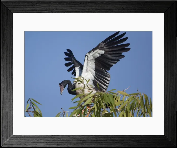 Framed Print : Picture No. 10890647 Framed Print : Picture No. 10890647