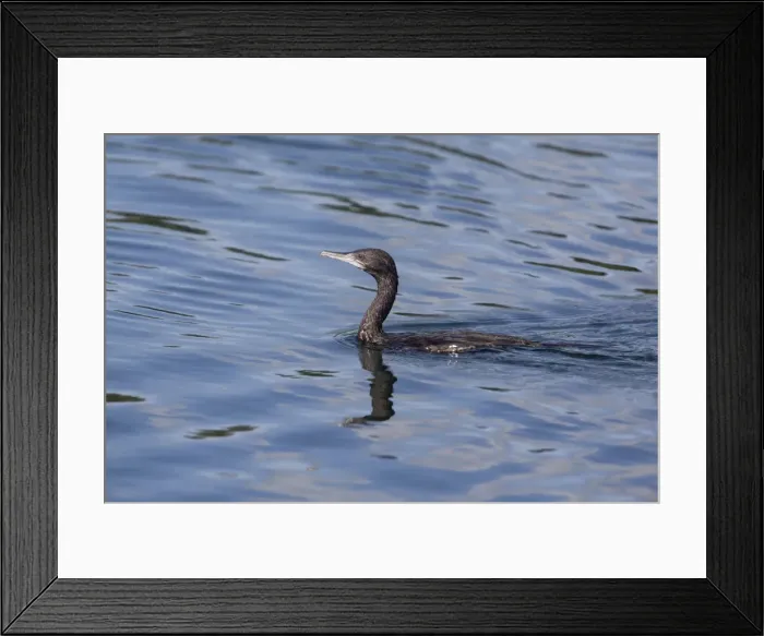 Framed Print : Picture No. 10890640 Framed Print : Picture No. 10890640