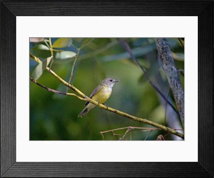 Framed Print : Picture No. 10890638 Framed Print : Picture No. 10890638
