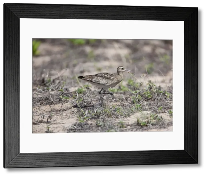 Framed Print : Picture No. 10890644 Framed Print : Picture No. 10890644