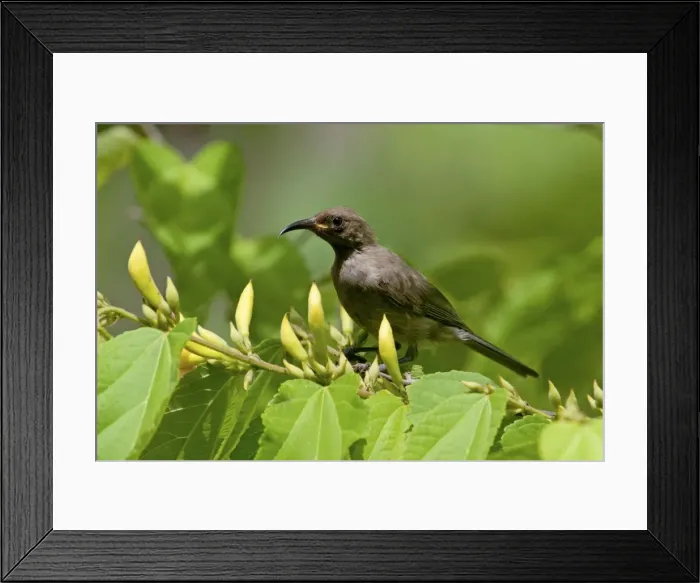 Framed Print : Picture No. 10890614 Framed Print : Picture No. 10890614