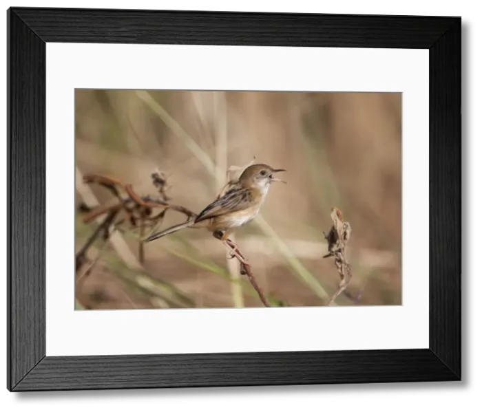 Framed Print : Picture No. 10890621 Framed Print : Picture No. 10890621