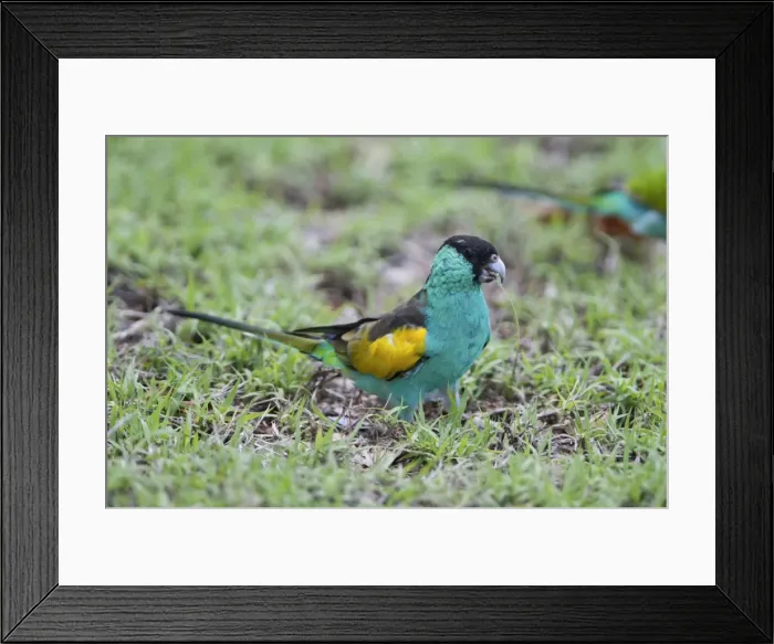 Framed Print : Picture No. 10890633 Framed Print : Picture No. 10890633