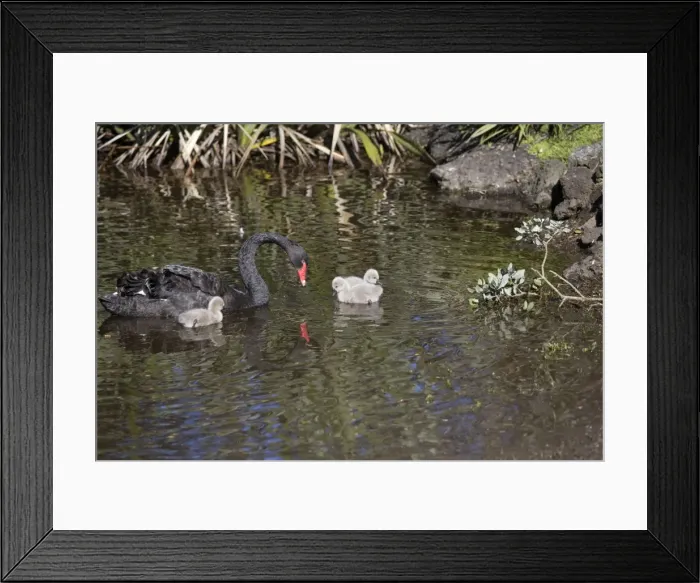 Framed Print : Picture No. 10890599 Framed Print : Picture No. 10890599