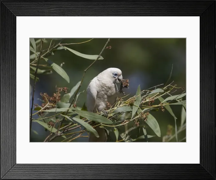 Framed Print : Picture No. 10890641 Framed Print : Picture No. 10890641