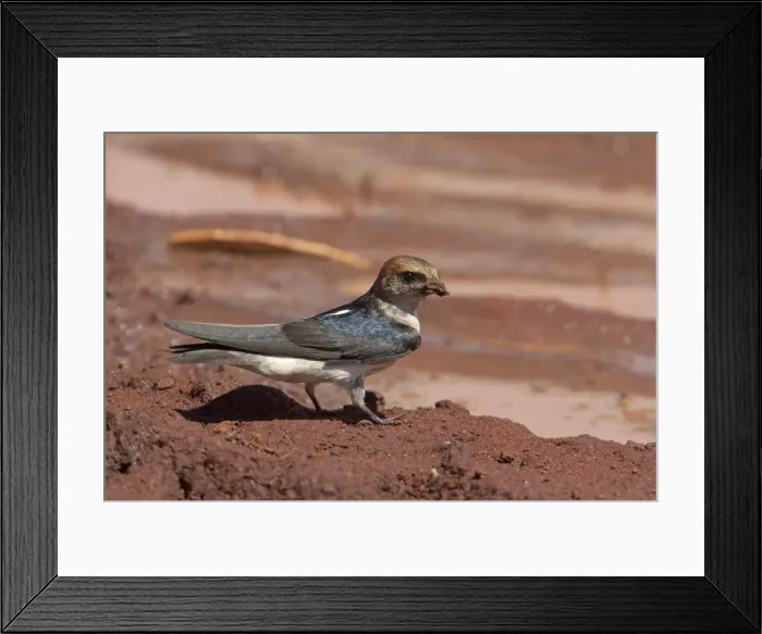 Framed Print : Picture No. 10890616 Framed Print : Picture No. 10890616