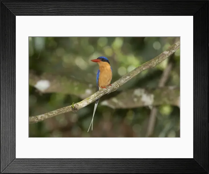 Framed Print : Picture No. 10890605 Framed Print : Picture No. 10890605
