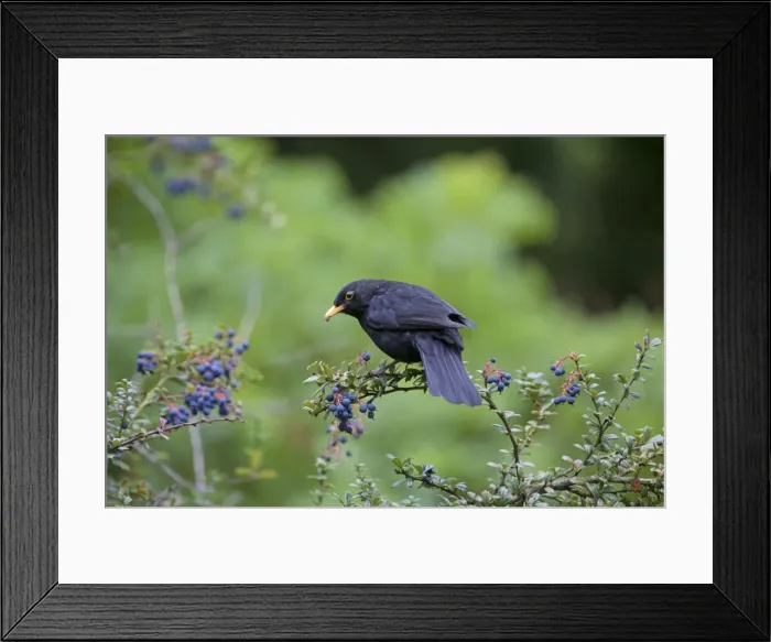 Framed Print : Picture No. 10890611 Framed Print : Picture No. 10890611