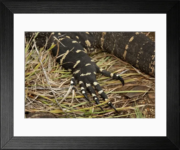 Framed Print : Picture No. 10947341 Framed Print : Picture No. 10947341