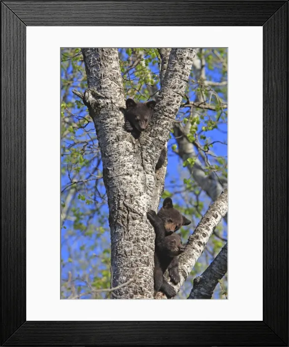 Framed Print : Picture No. 10947570 Framed Print : Picture No. 10947570