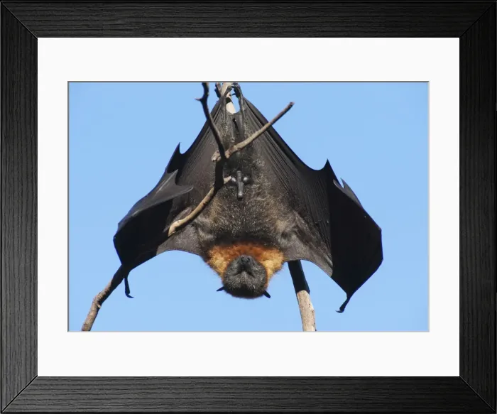Framed Print : Picture No. 10947507 Framed Print : Picture No. 10947507