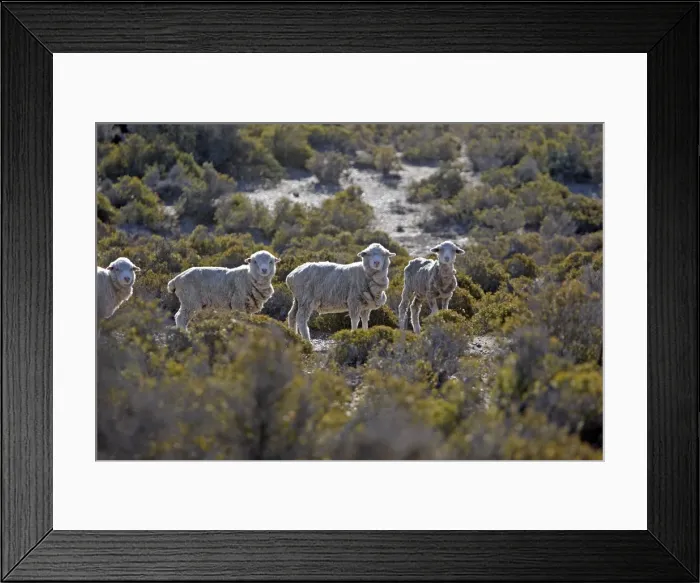 Framed Print : Picture No. 10947597 Framed Print : Picture No. 10947597