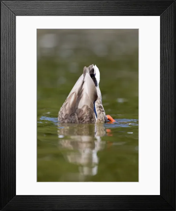 Framed Print : Picture No. 10947838 Framed Print : Picture No. 10947838