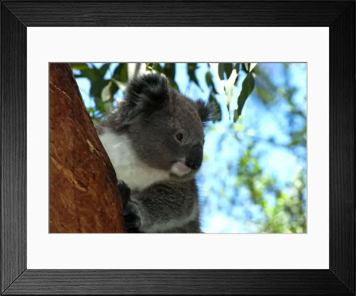 Framed Print : Picture No. 10947498 Framed Print : Picture No. 10947498