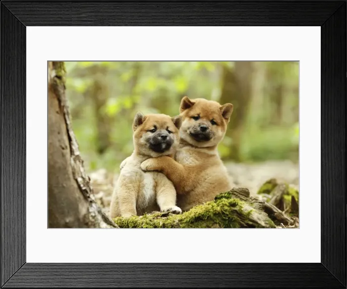 Framed Print : Picture No. 10922336 Framed Print : Picture No. 10922336
