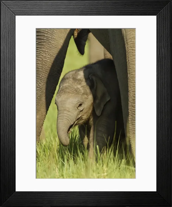 Framed Print : Picture No. 10922288 Framed Print : Picture No. 10922288