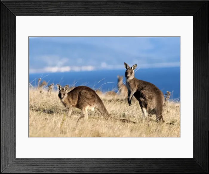 Framed Print : Picture No. 10947486 Framed Print : Picture No. 10947486