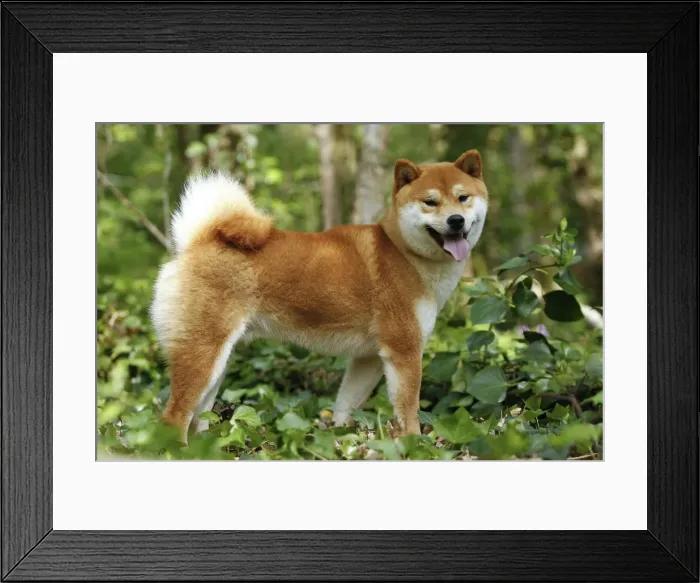 Framed Print : Picture No. 10922294 Framed Print : Picture No. 10922294