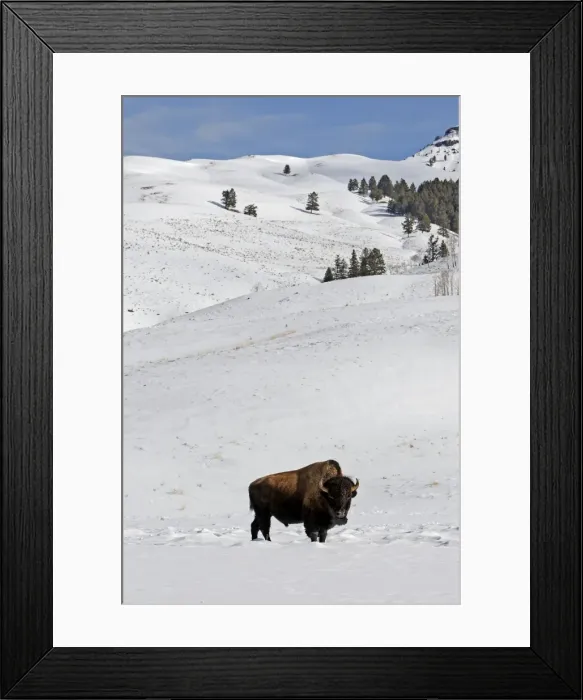 Framed Print : Picture No. 10947616 Framed Print : Picture No. 10947616