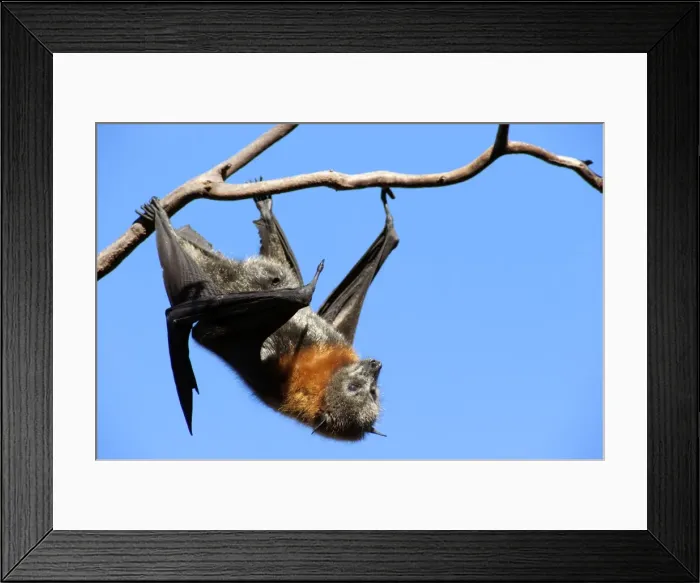 Framed Print : Picture No. 10947487 Framed Print : Picture No. 10947487