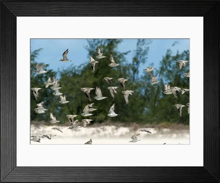 Framed Print : Picture No. 10947436 Framed Print : Picture No. 10947436