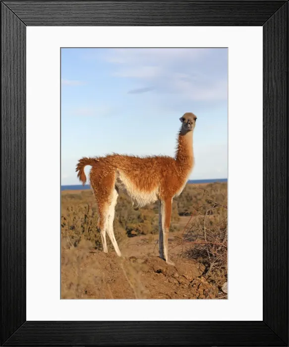 Framed Print : Picture No. 10947587