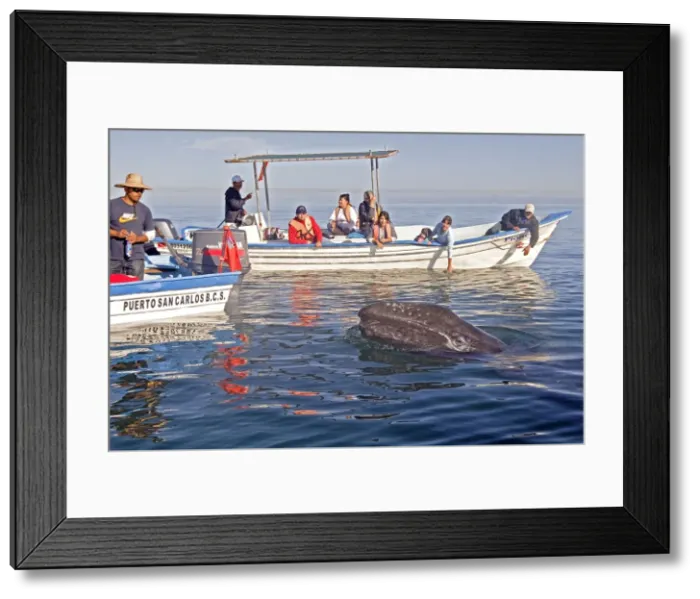 Framed Print : Picture No. 10947675 Framed Print : Picture No. 10947675