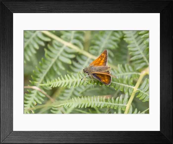 Framed Print : Picture No. 10947830 Framed Print : Picture No. 10947830