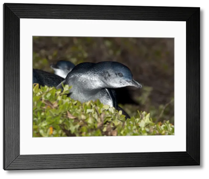Framed Print : Picture No. 10947449 Framed Print : Picture No. 10947449