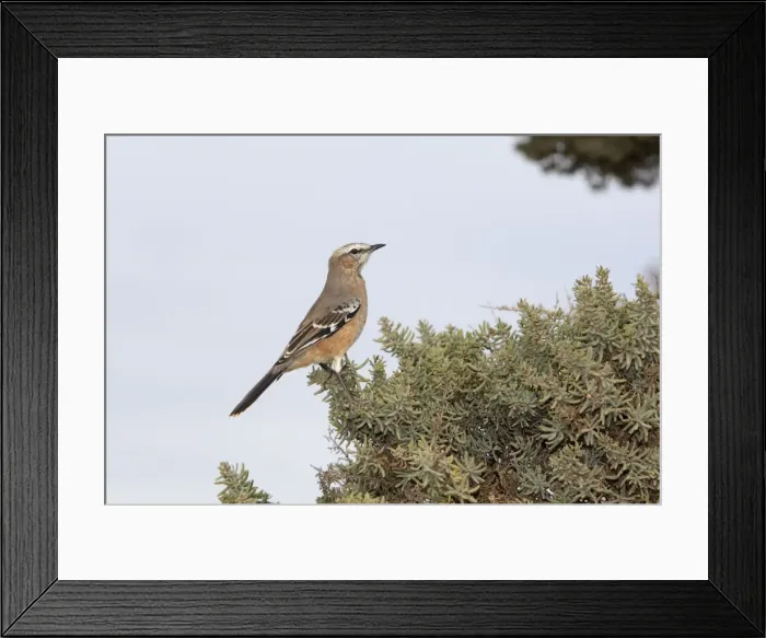 Framed Print : Picture No. 10947595 Framed Print : Picture No. 10947595