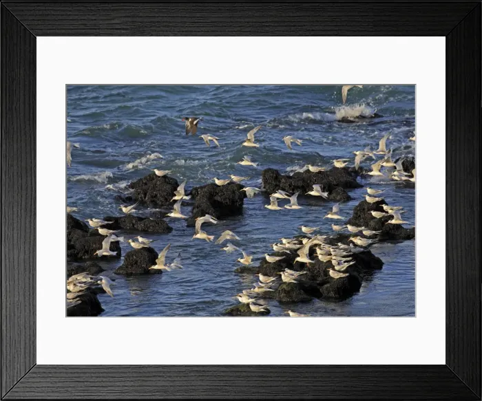 Framed Print : Picture No. 10947611 Framed Print : Picture No. 10947611