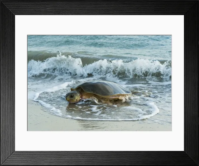 Framed Print : Picture No. 10947334 Framed Print : Picture No. 10947334