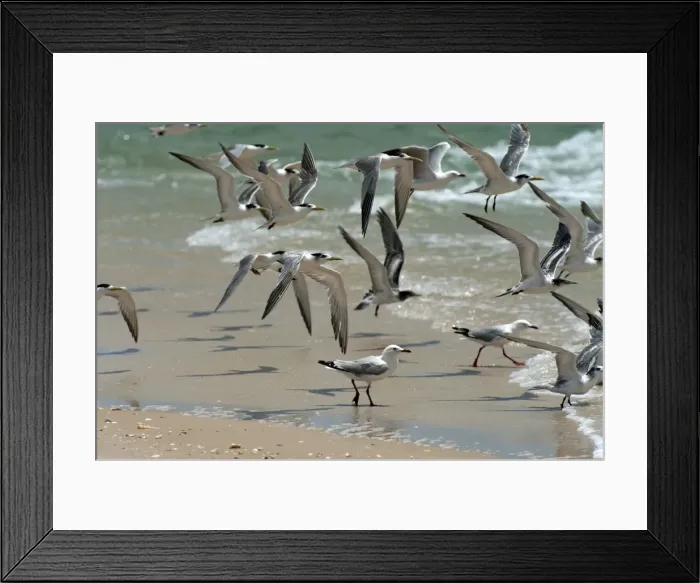 Framed Print : Picture No. 10947431