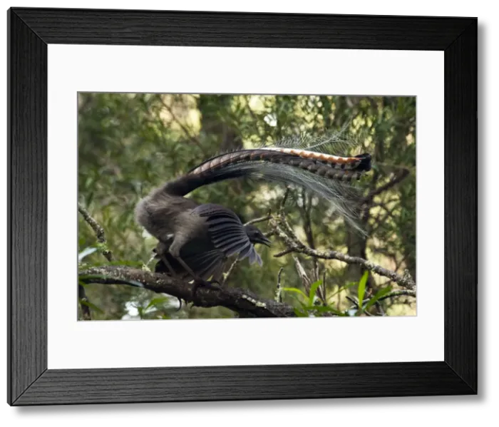 Framed Print : Picture No. 10947435 Framed Print : Picture No. 10947435