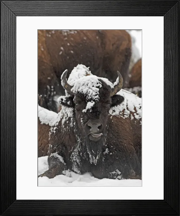 Framed Print : Picture No. 10947620