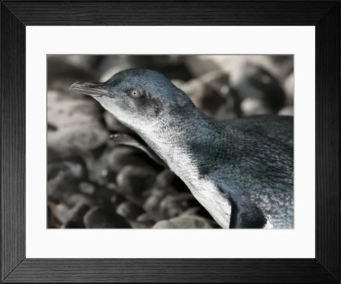 Framed Print : Picture No. 10947450 Framed Print : Picture No. 10947450