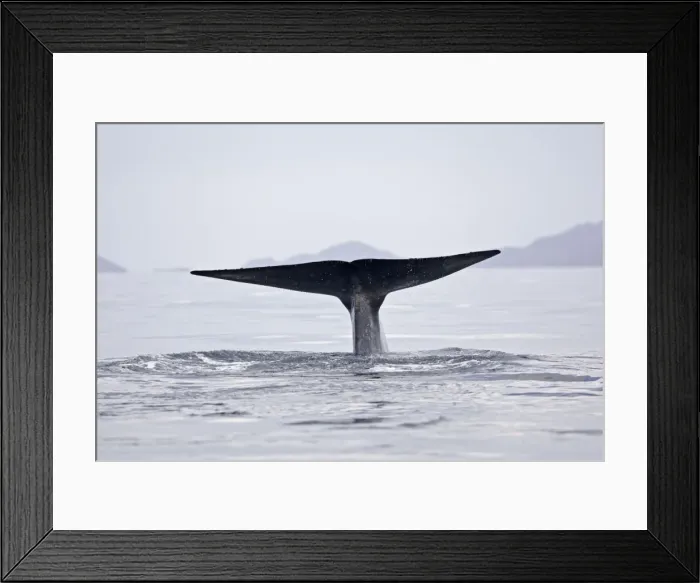 Framed Print : Picture No. 10947671 Framed Print : Picture No. 10947671