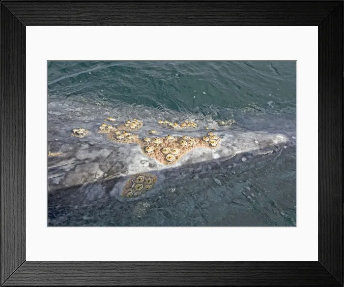 Framed Print : Picture No. 10947692 Framed Print : Picture No. 10947692