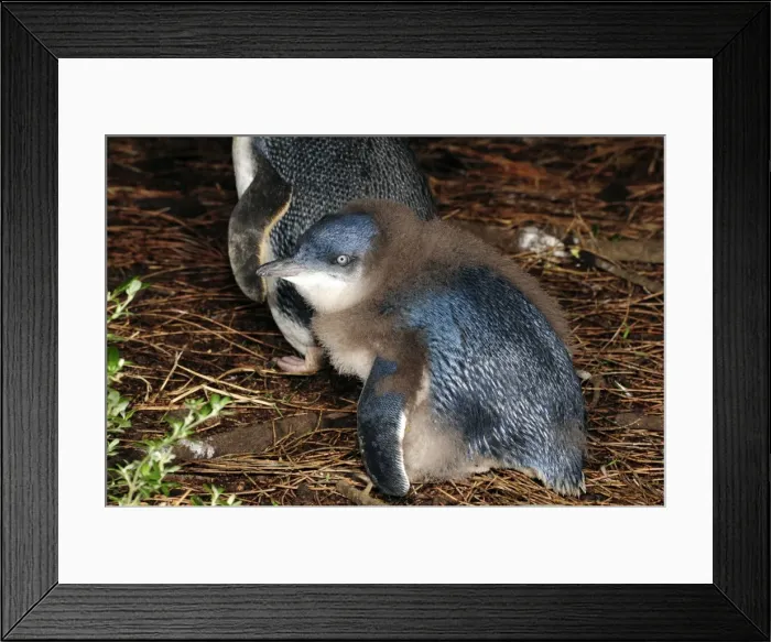 Framed Print : Picture No. 10947439 Framed Print : Picture No. 10947439