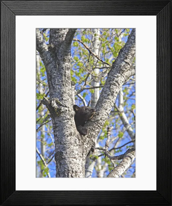 Framed Print : Picture No. 10947569 Framed Print : Picture No. 10947569