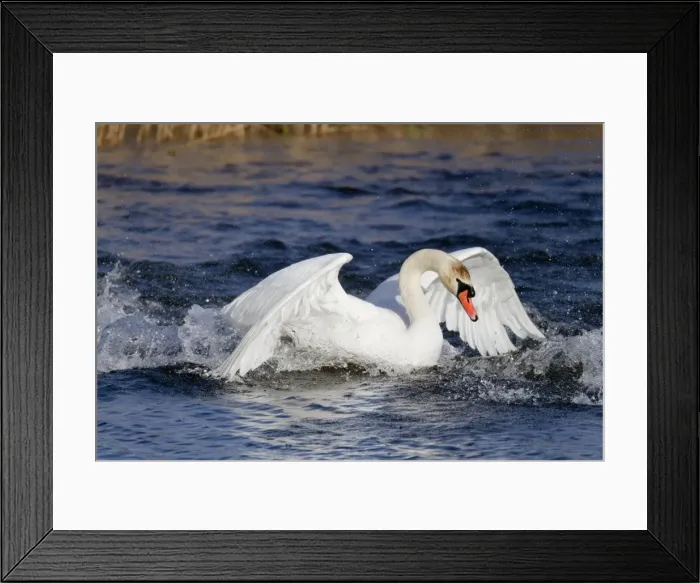 Framed Print : Picture No. 10947853 Framed Print : Picture No. 10947853
