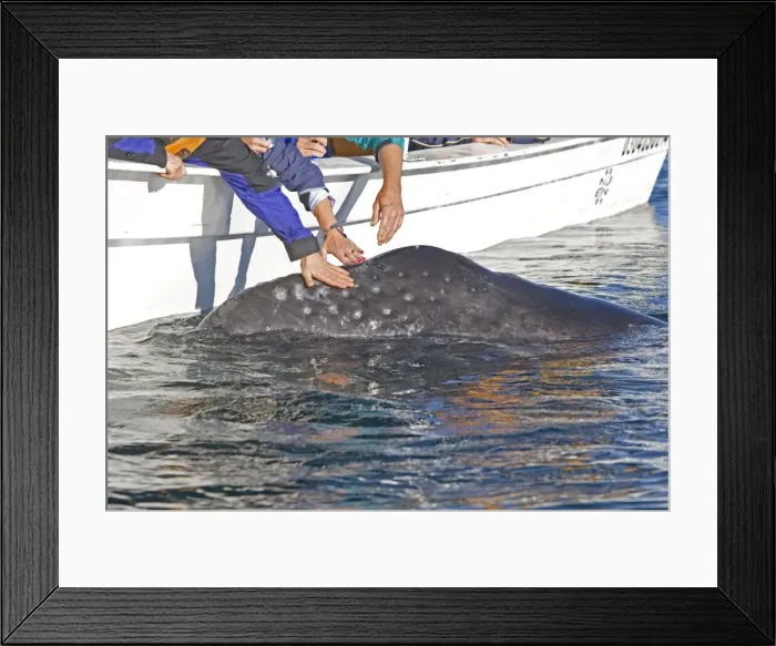 Framed Print : Picture No. 10947687