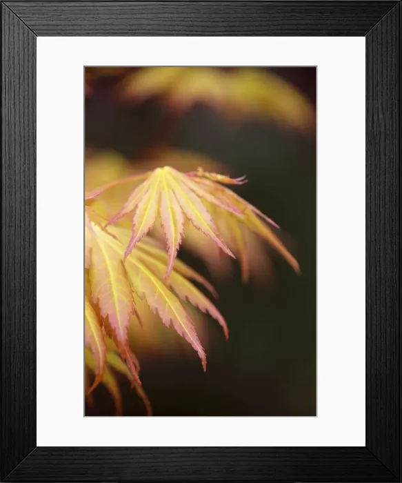 Framed Print : Picture No. 10947839 Framed Print : Picture No. 10947839