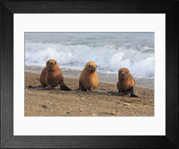 Framed Print : Picture No. 10947606