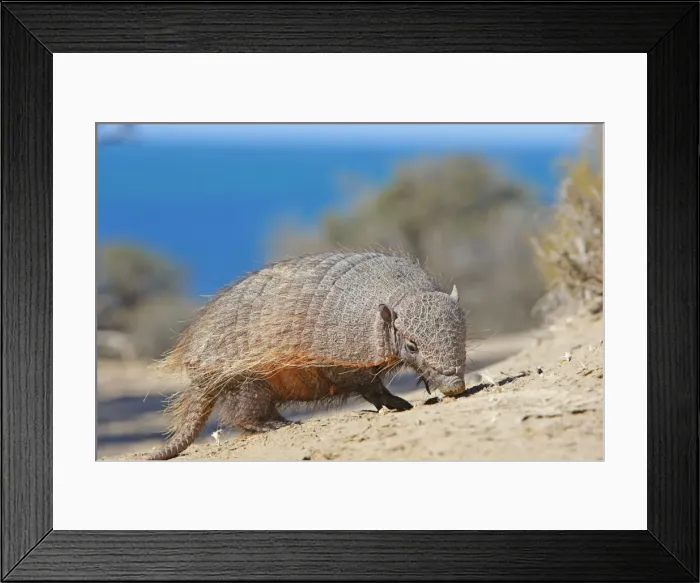 Framed Print : Picture No. 10947583 Framed Print : Picture No. 10947583
