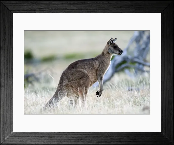 Framed Print : Picture No. 10947466