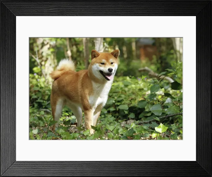Framed Print : Picture No. 10922289
