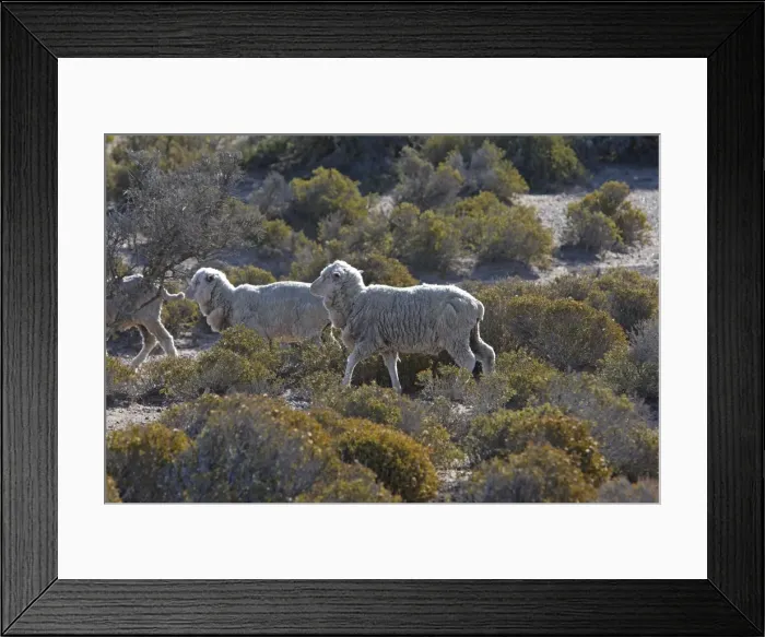 Framed Print : Picture No. 10947598 Framed Print : Picture No. 10947598