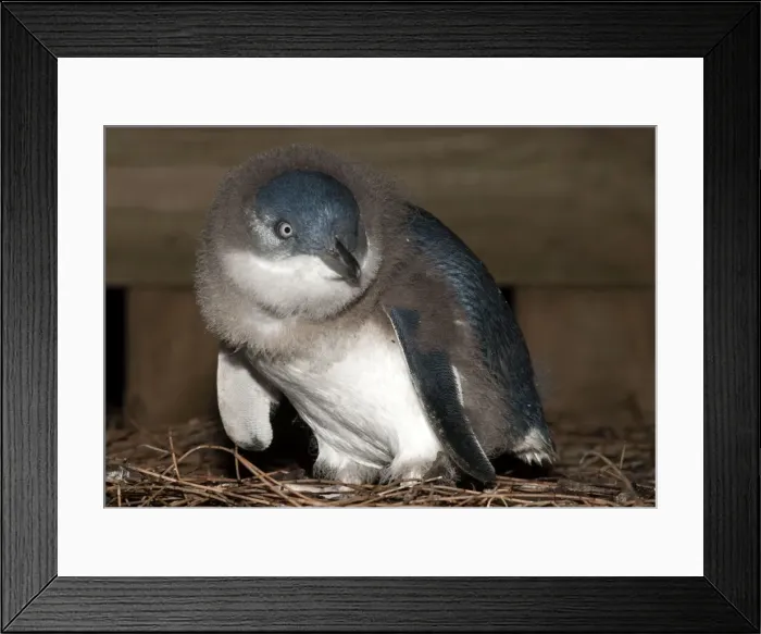 Framed Print : Picture No. 10947438 Framed Print : Picture No. 10947438