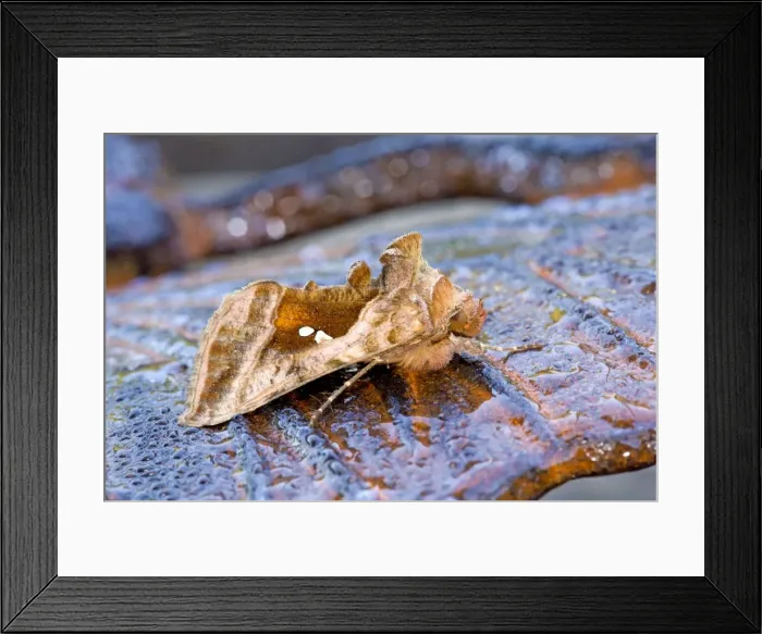 Framed Print : Picture No. 10947866 Framed Print : Picture No. 10947866